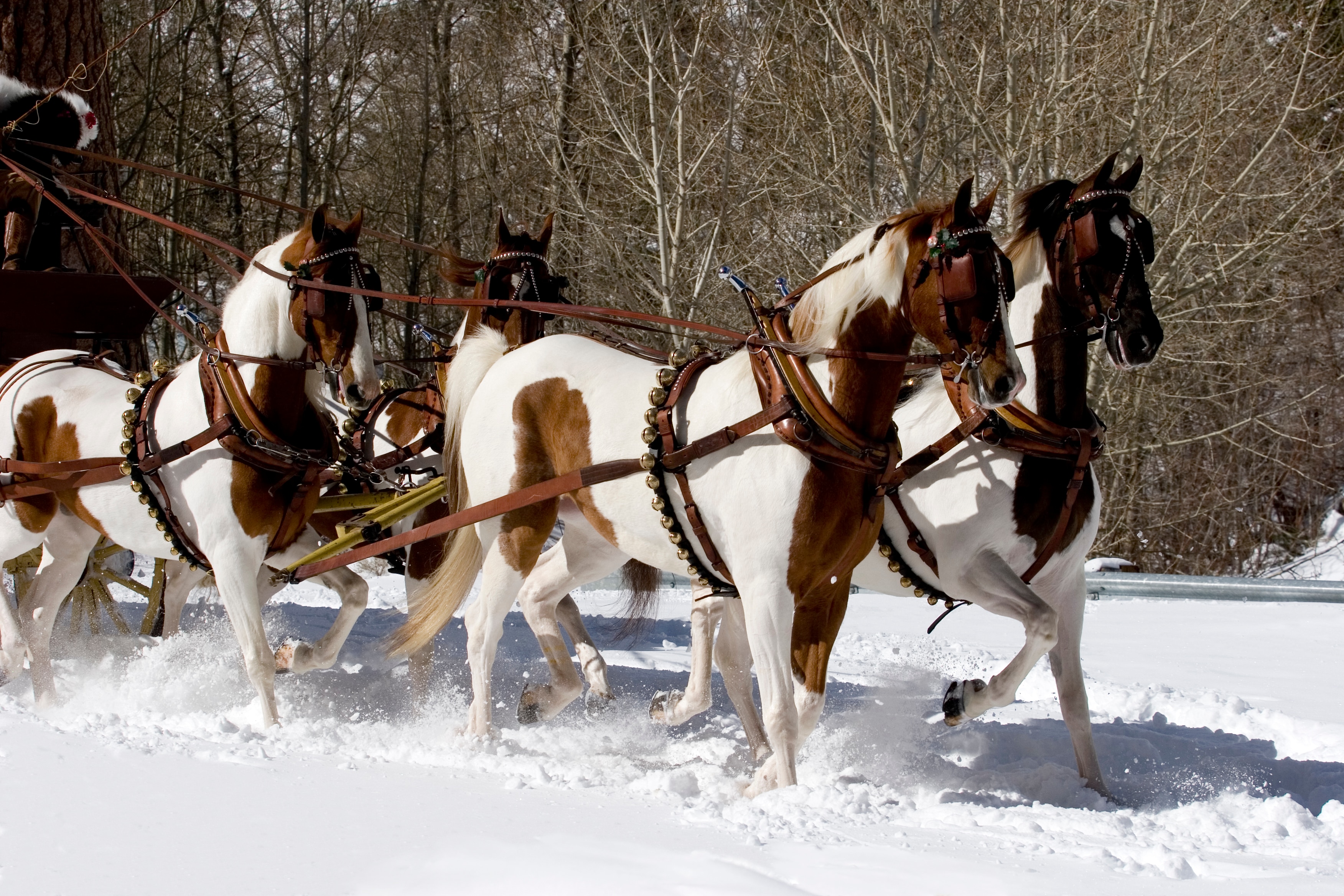 A team of saddlebred pintos pull a carriage in the snow